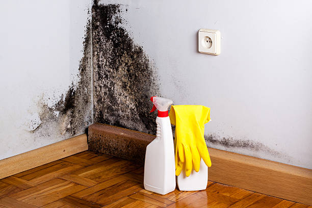 Best Water Damage & Mold Remediation  in Aristocrat Ranchettes, CO